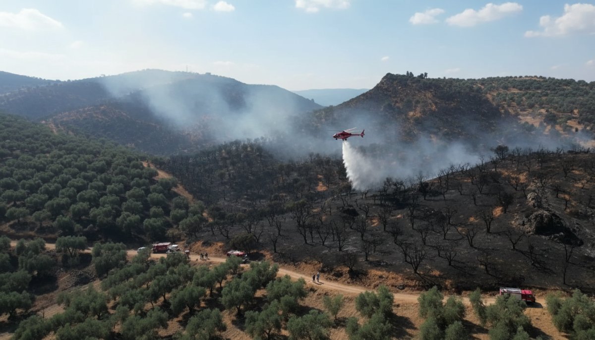 Balıkesir Burhaniye'de Zeytinlik Yangını Kontrol Altına Alındı