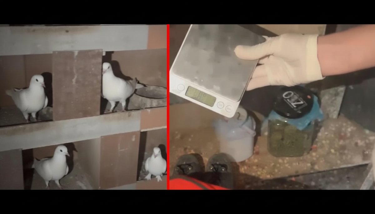 Kağıthane'de kuş kümesine uyuşturucu operasyonu! Şüphelinin 'teraziyi fazla yem vermemek için' ifadesi pes dedirtti