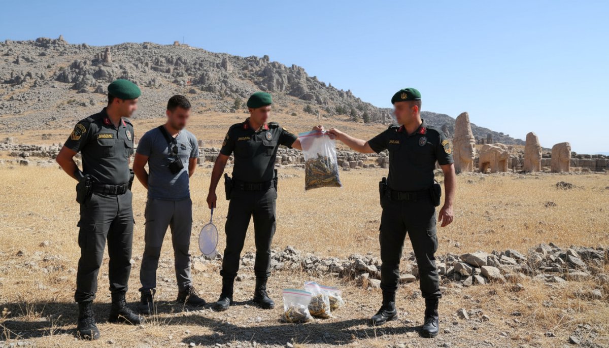 Adıyaman Nemrut Dağı'nda çekirge operasyonu: 135 çekirge toplayan 3 yabancı uyrukluya 2 milyon 97 bin TL ceza