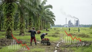 Palm Yağı Fiyatlarında Sert Düşüş: Petrol ve Soya Yağı Baskısı