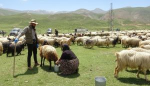 Yüksekova'da Berivanların Zorlu Yayla Mesaisi Başladı