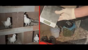 Kağıthane'de kuş kümesine uyuşturucu operasyonu! Şüphelinin 'teraziyi fazla yem vermemek için' ifadesi pes dedirtti