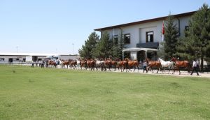 TİGEM 60 safkan Arap koşu tayını satışa çıkarıyor