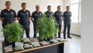 Muğla'da 200 Kök Hint Keneviri, 1 Tutuklama