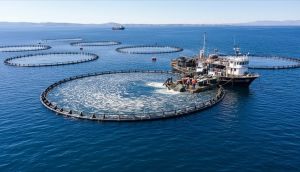 Su ürünleri üretimi 2025'te yüzde 11,1 arttı: 1 milyon 37 bin ton