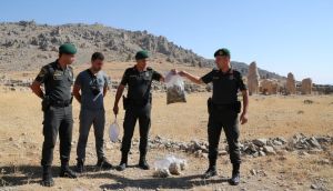 Adıyaman Nemrut Dağı'nda çekirge operasyonu: 135 çekirge toplayan 3 yabancı uyrukluya 2 milyon 97 bin TL ceza