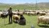 Yüksekova'da Berivanların Zorlu Yayla Mesaisi Başladı