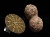 NASA, Titreyen Yer Fıstığı Asteroitini Görüntüledi