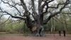 Robin Hood’un Sembol Ağacı Major Oak Öldü