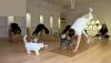 Ankara'da Engelli Kedilerle Yoga: Sporsever Kadınlardan Farkındalık Projesi